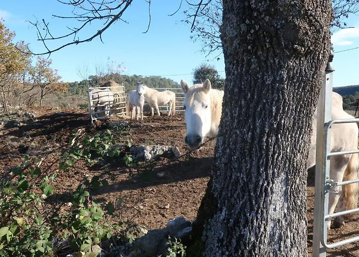 B&B Mas Les Jasses D'hote Calme Et Agreable A La Campagne Ferrières-les-Verreries
